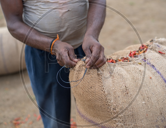 tying the bags after filling them with red chillies.