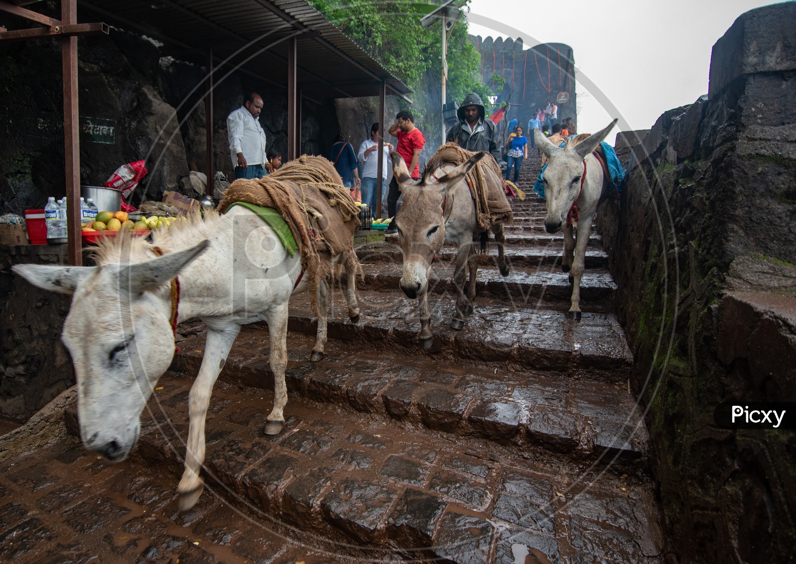 Donkeys used to transport food and other essentials at Sinhagad Fort