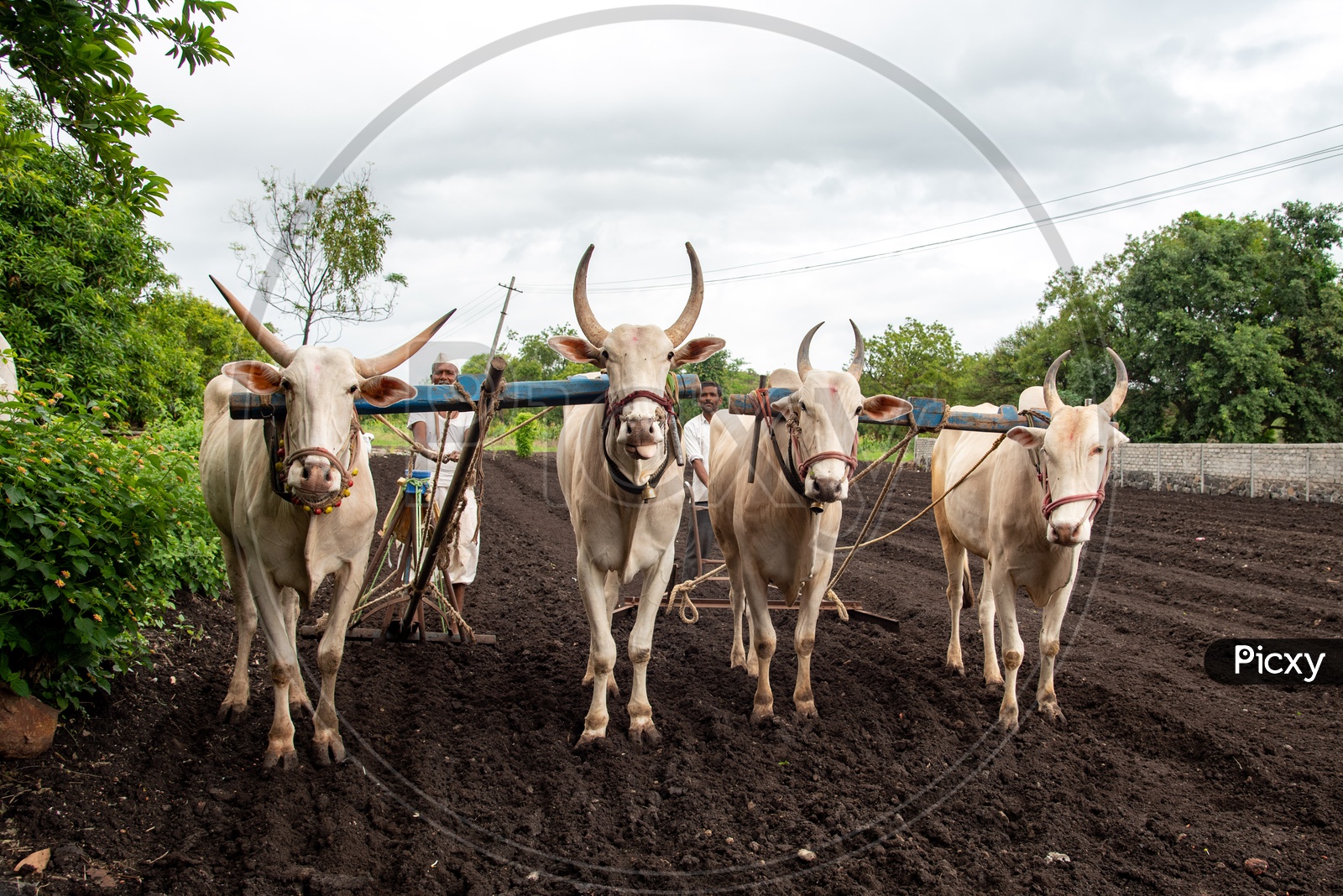 Bullocks used for farming in a village in Maharashtra