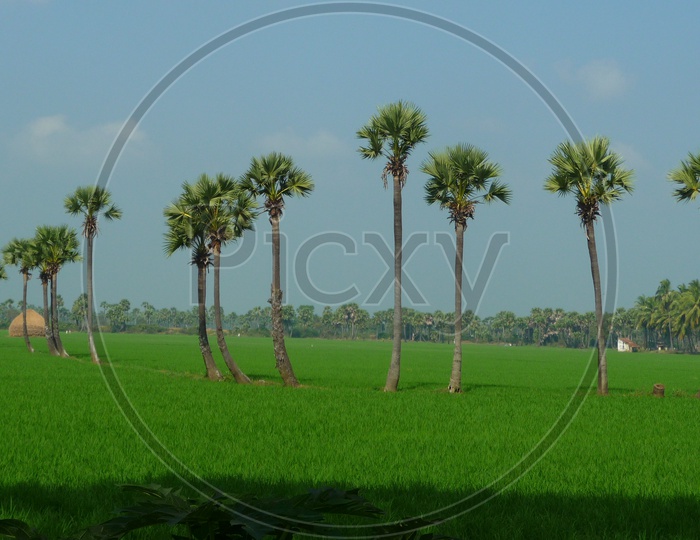 Lush Green paddy Fields of Andhra Pradesh