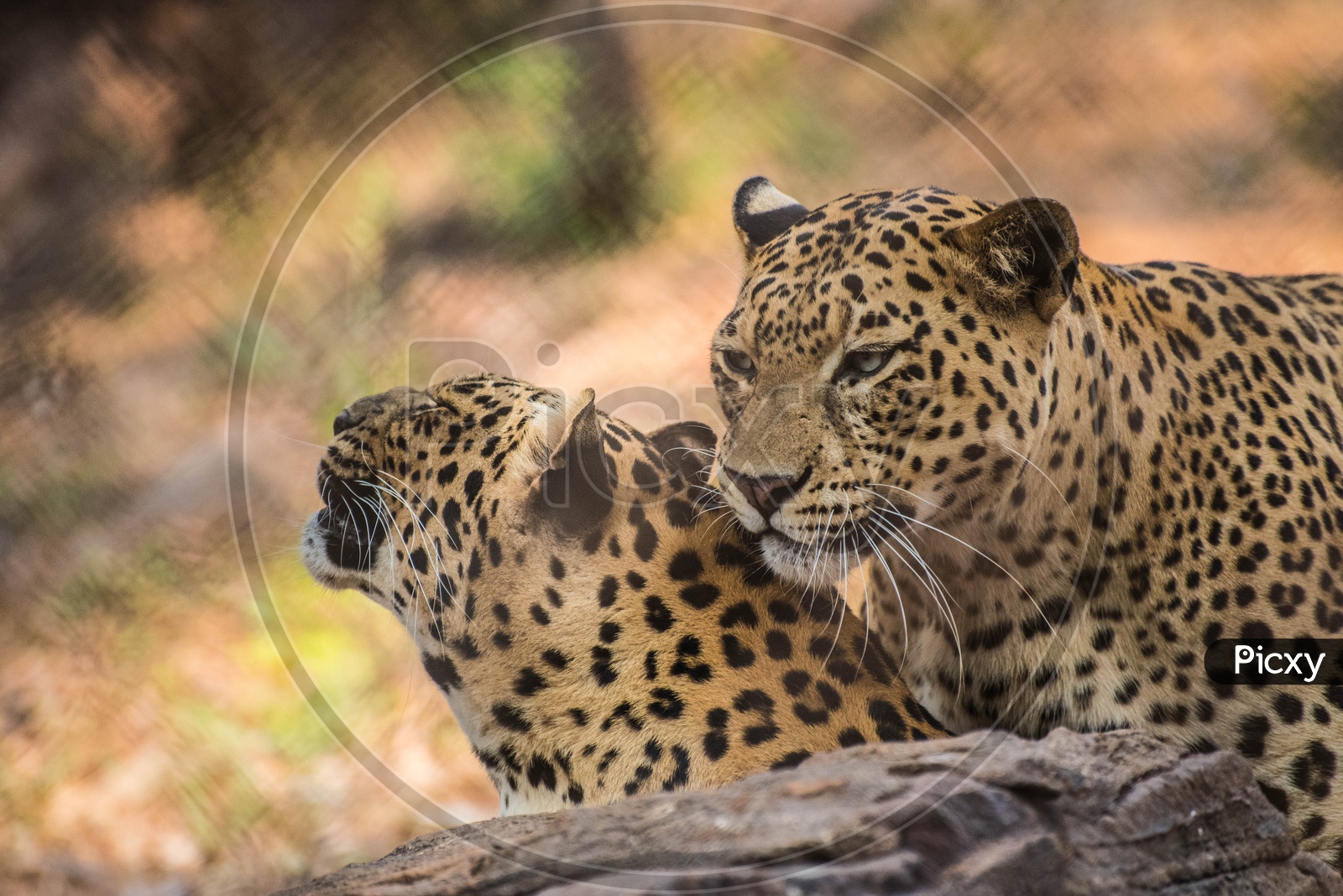 Leopard's Making Love