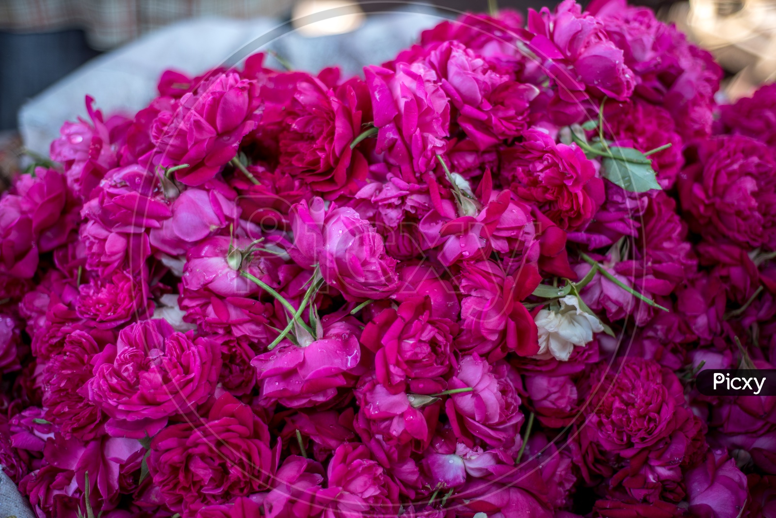 Image of flowers-WK890760-Picxy