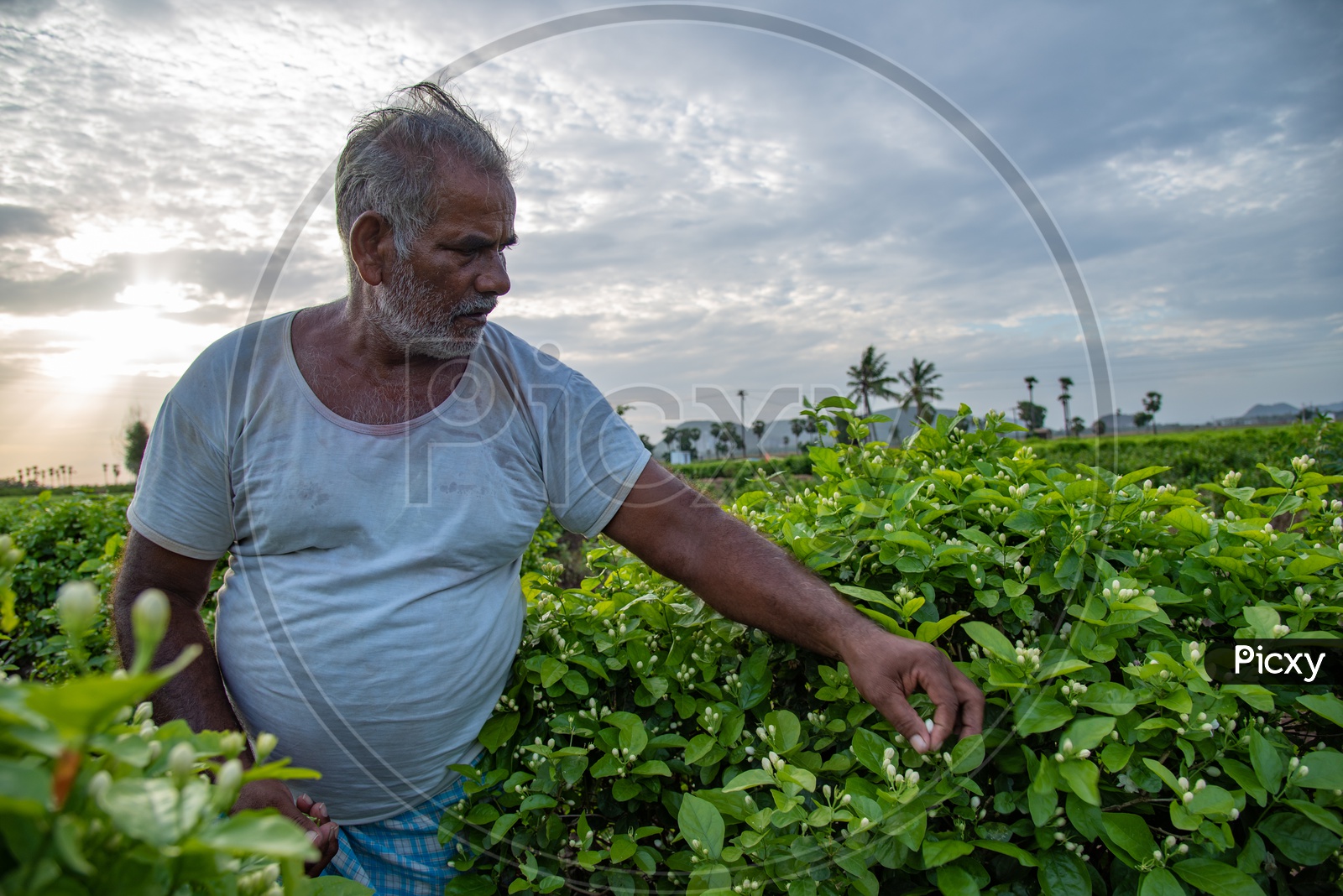 Image of A farmer plucking flowers from his jasmine Flower field in