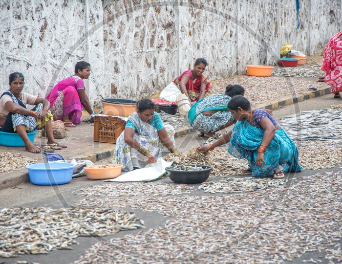 fisherwomen laying out the catch of the day to sun dry