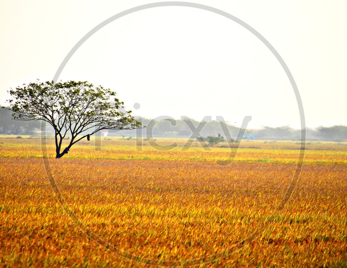 Harvested paddy fields