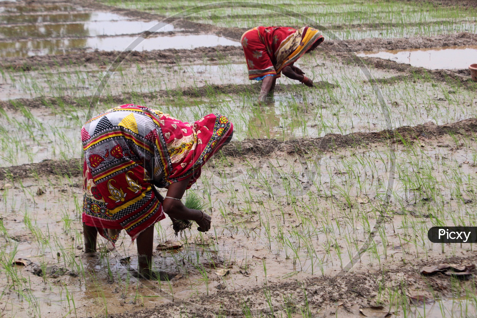 Indian farmer sowing paddy