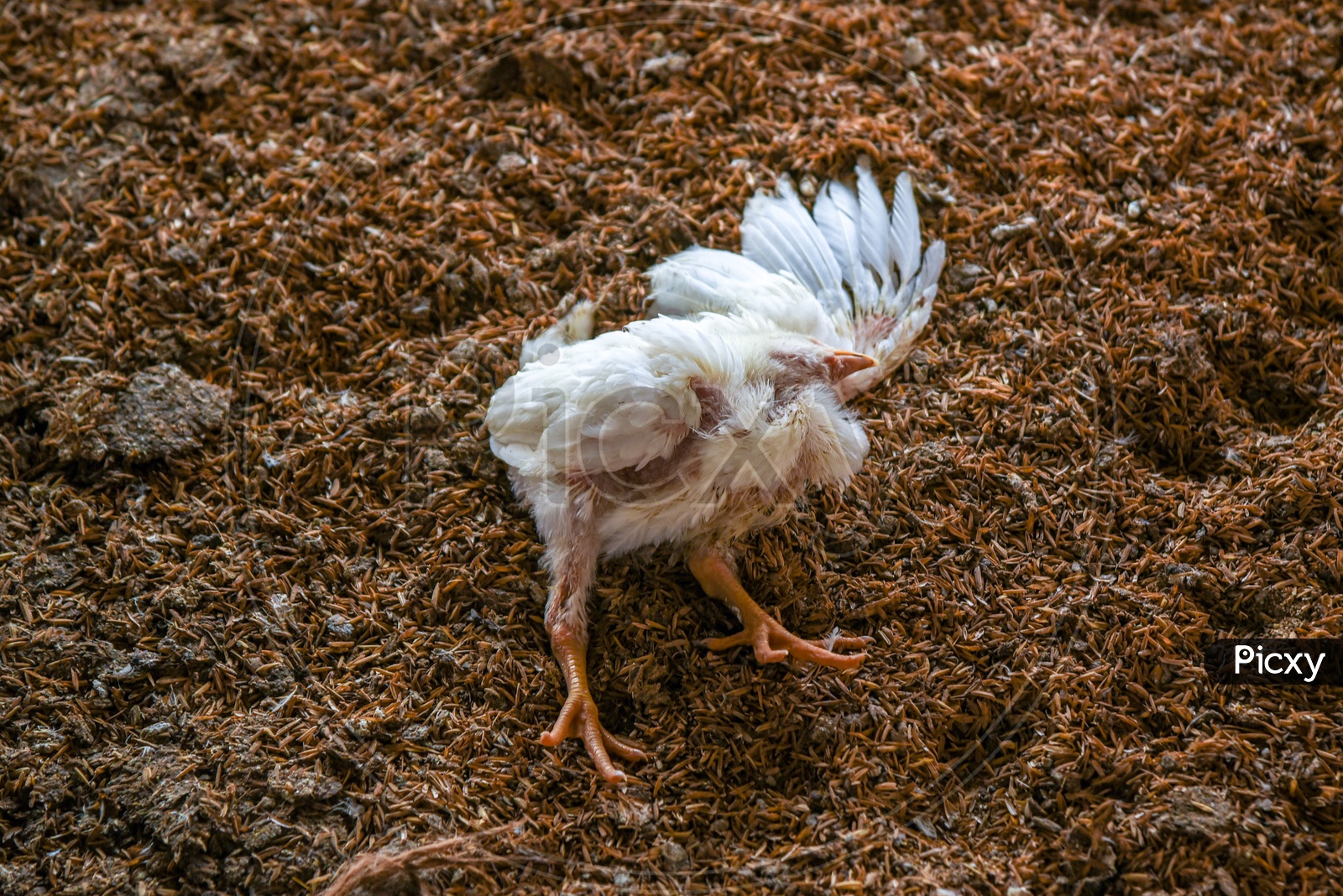 Dead chicken in a Poultry Farm