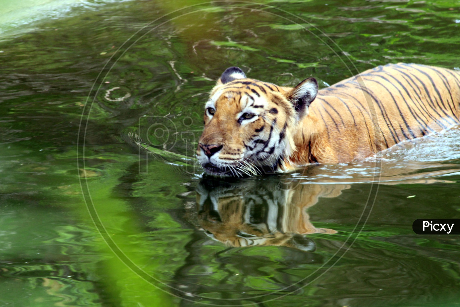 Tiger in the Pond
