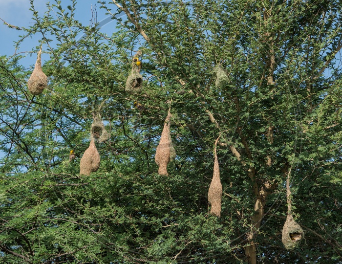 Nest of Baya Weaver Birds