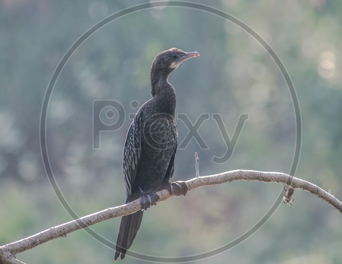 Indian Cormorant or Indian Shag