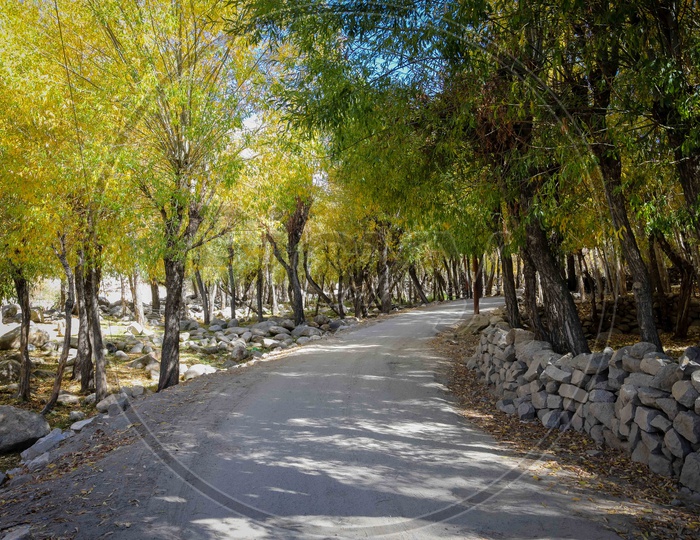 Roads amidst trees in Leh Ladakh