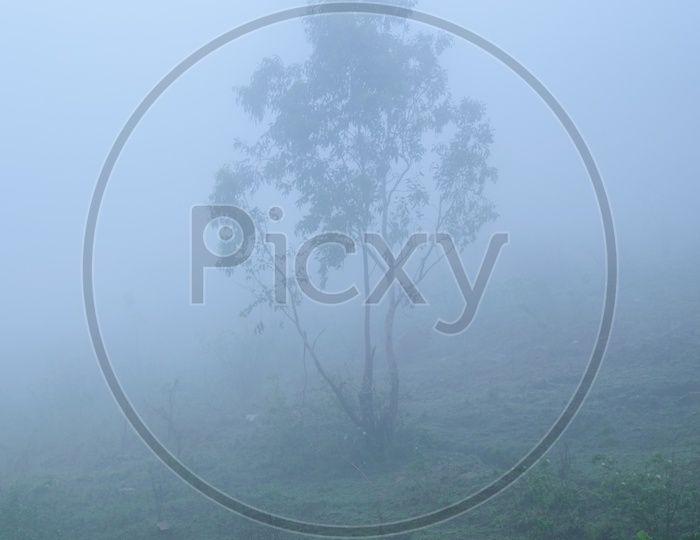 Tree covered in fog
