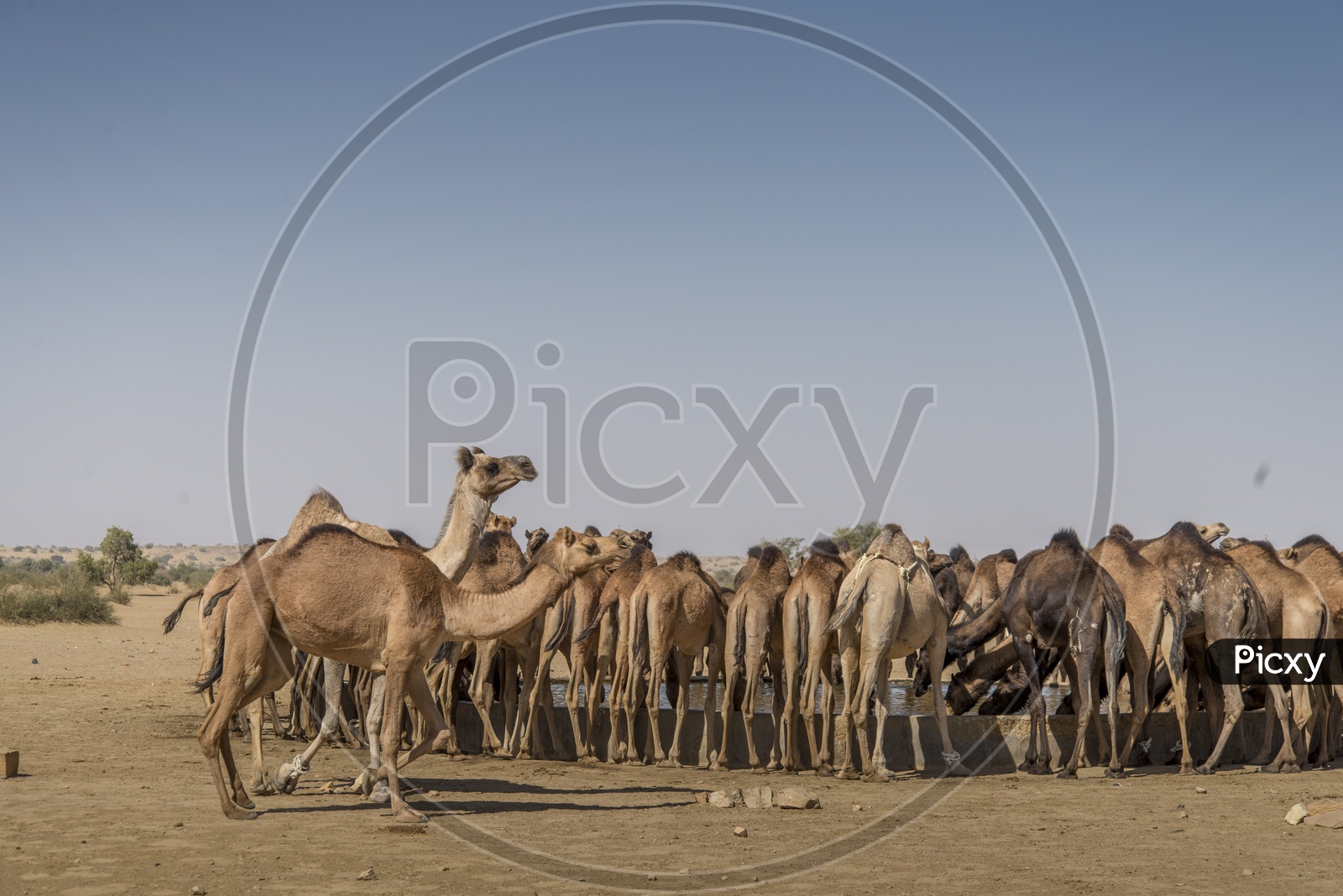 Camels in Sand Dunes at Khuri, Jaisalmer