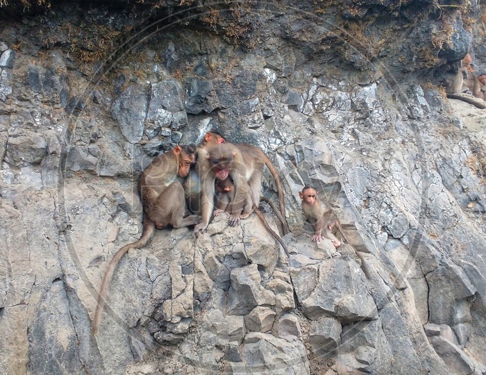Monkeys Shelter