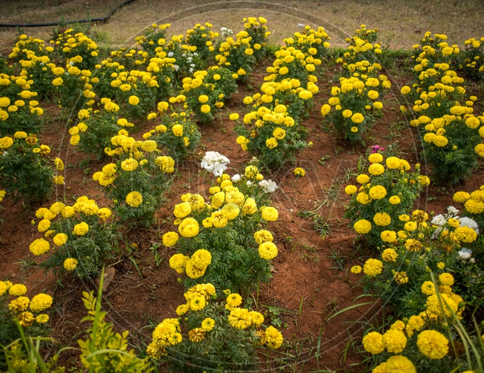 marigold farms in botanical garden