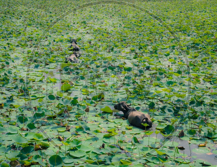 Buffaloes crossing lake covered with plants