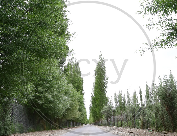 Road Covered With Trees in Leh