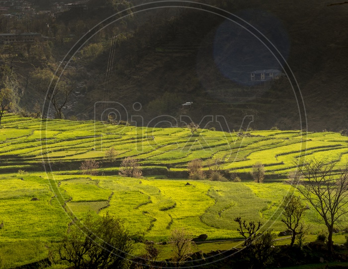 Lush Green Fields in Khajjiar, Himachal Pradesh