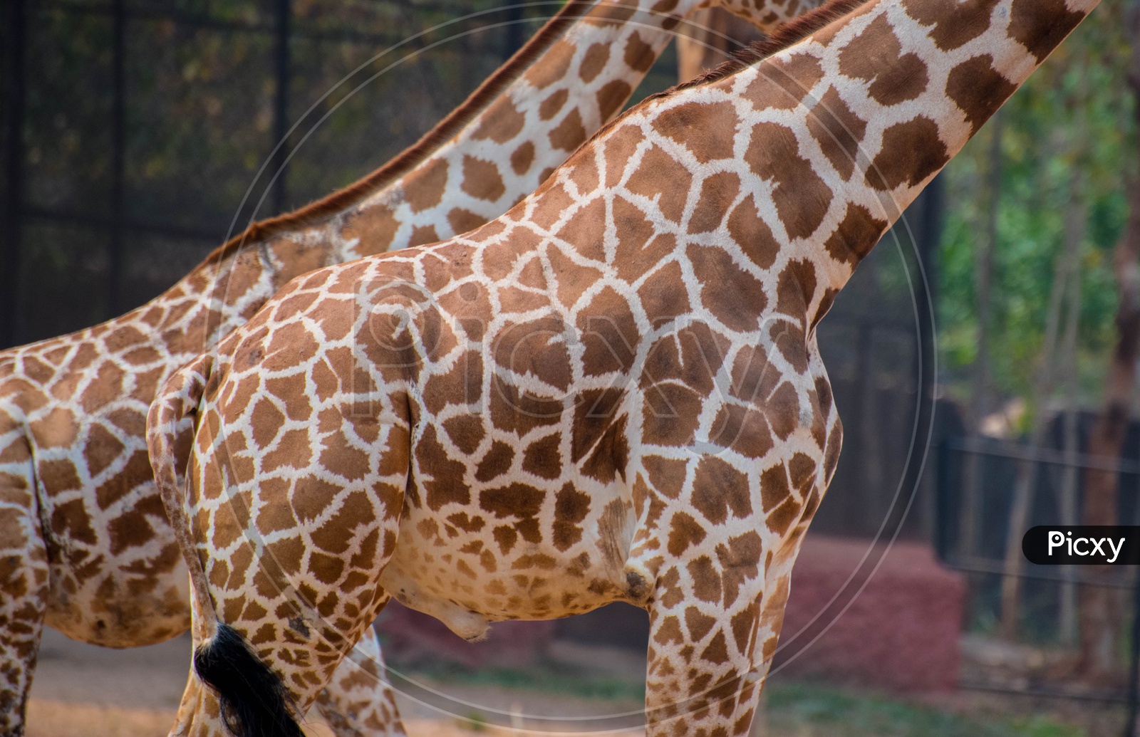 Body Pattern's of African Giraffe