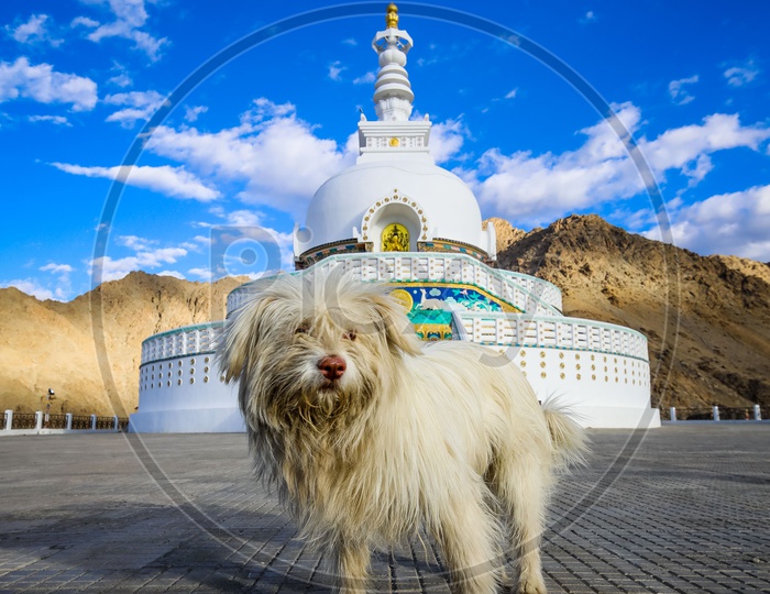 Montain Dogs at Diskit Monastery