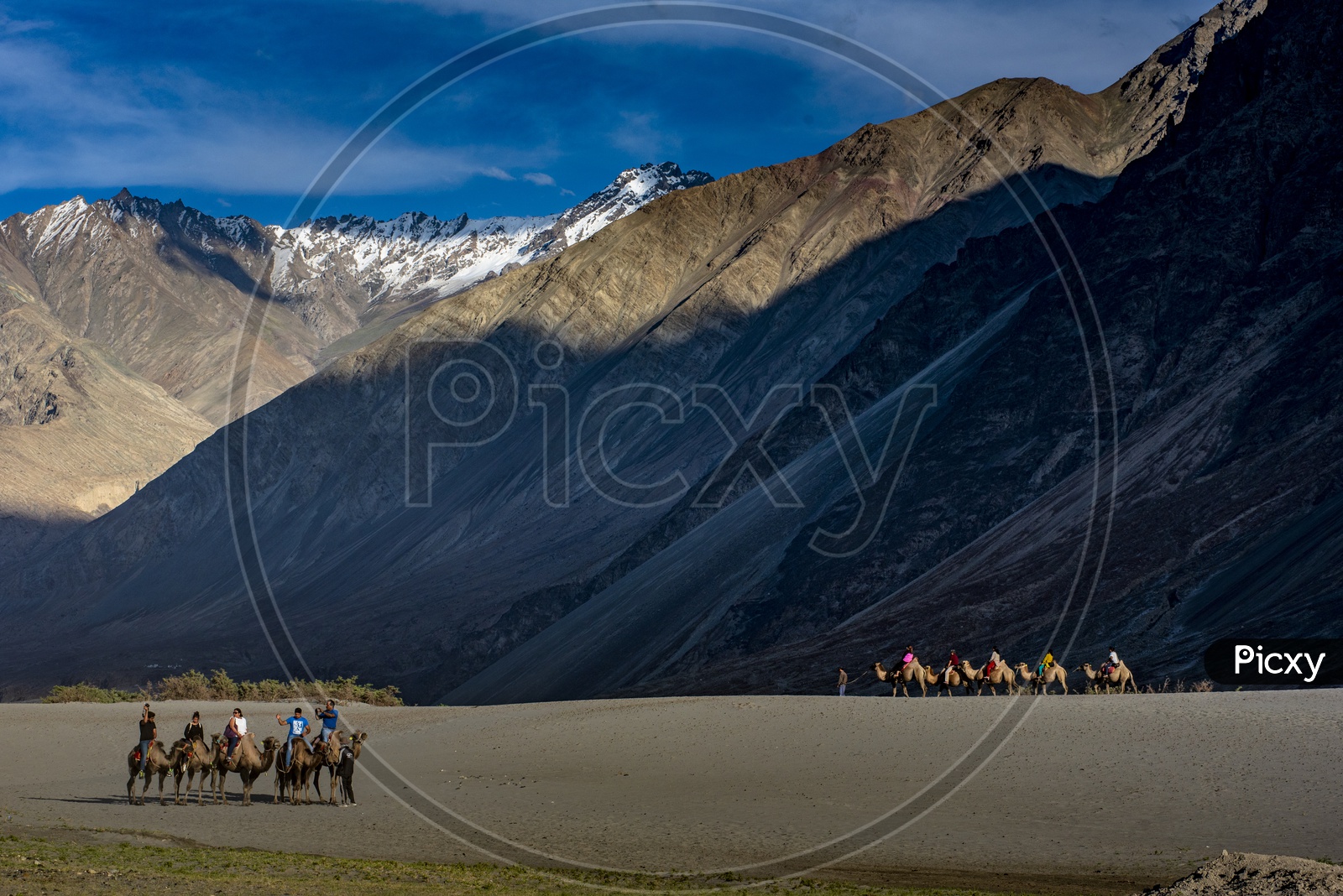 Camels in Nubra Valley, Ladakh