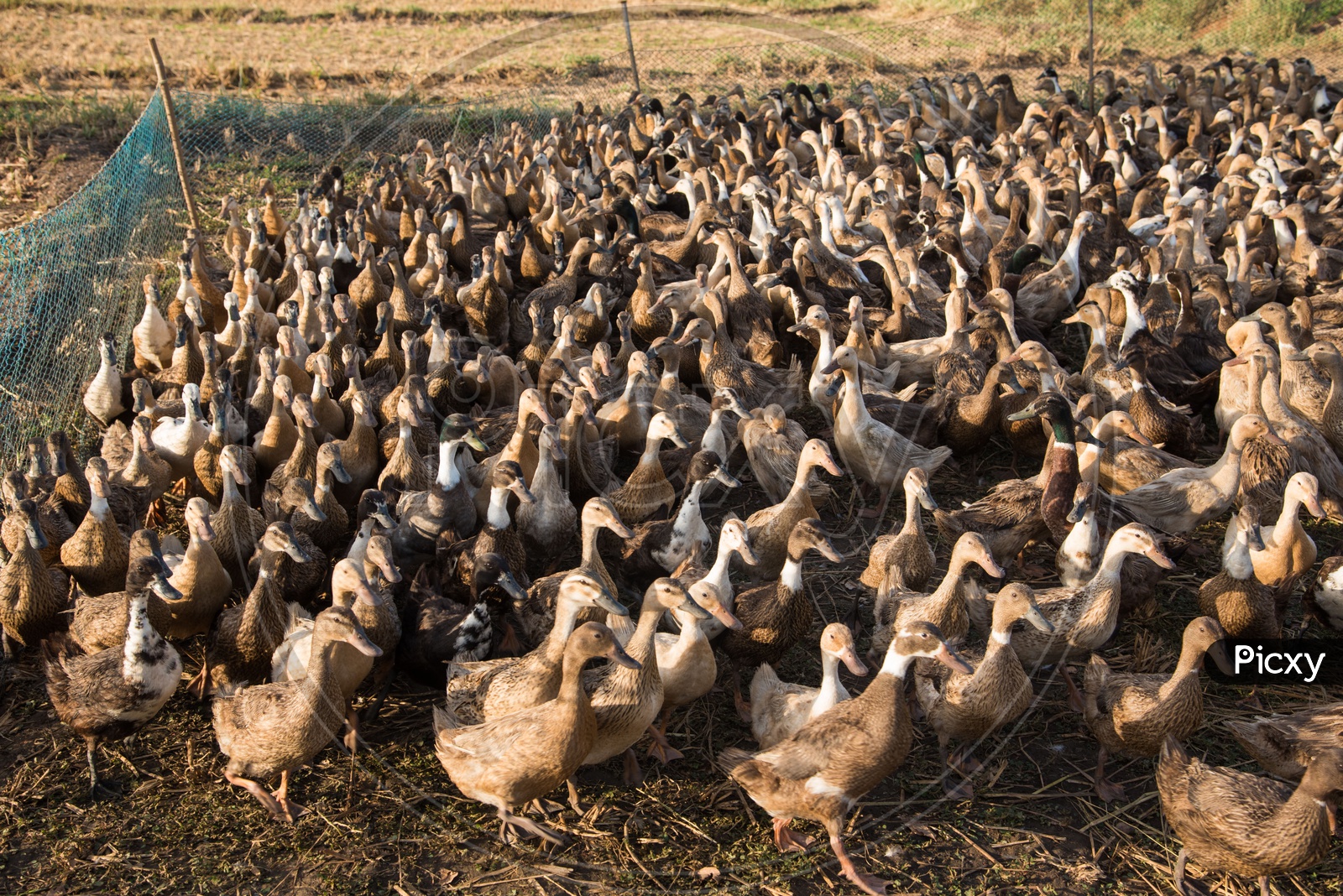 Duck herding at a farm in Ghatkesar