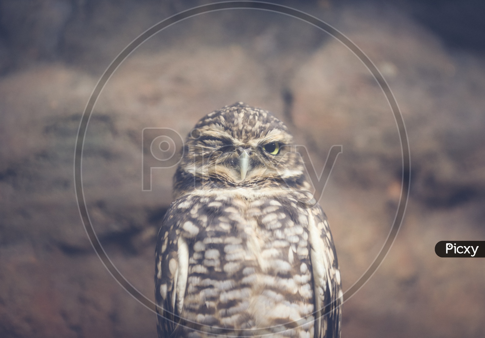 Naughty owl