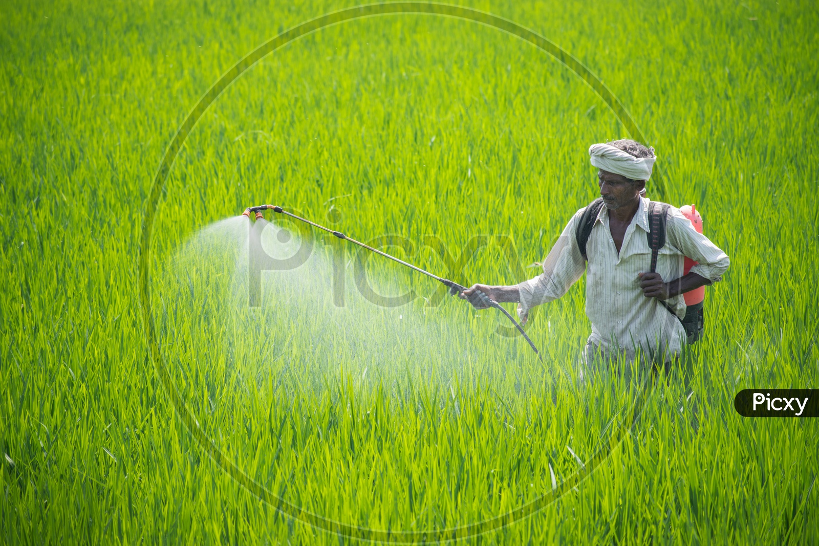 Farmer spraying fertilizers in rice field