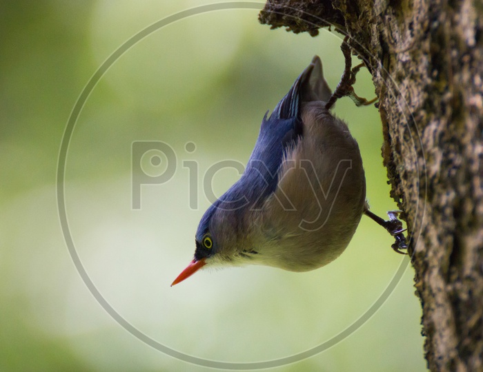 Velvet-fronted nuthatch