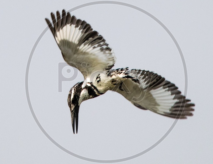Pied Kingfisher in Action.