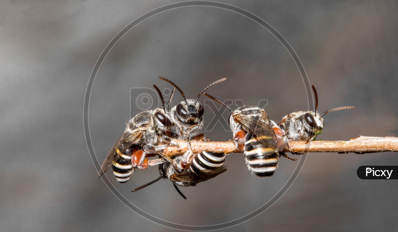 Group of Bees