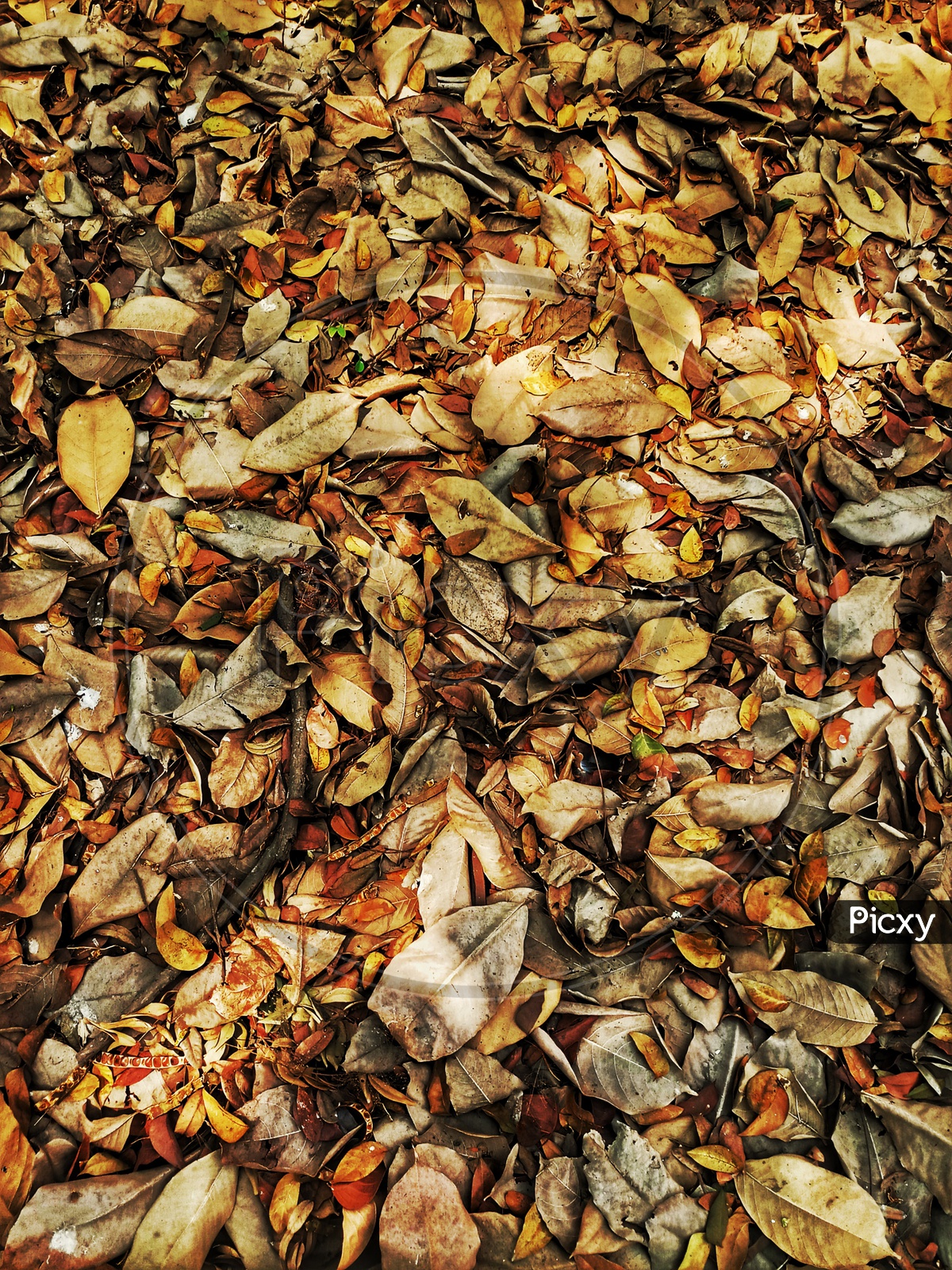 Dry leaves, Autumn