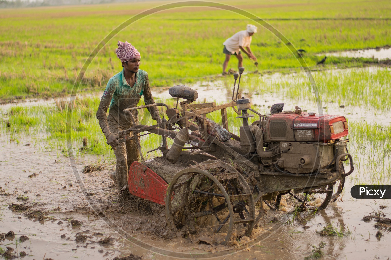 Indian farmer ploughs a wet field