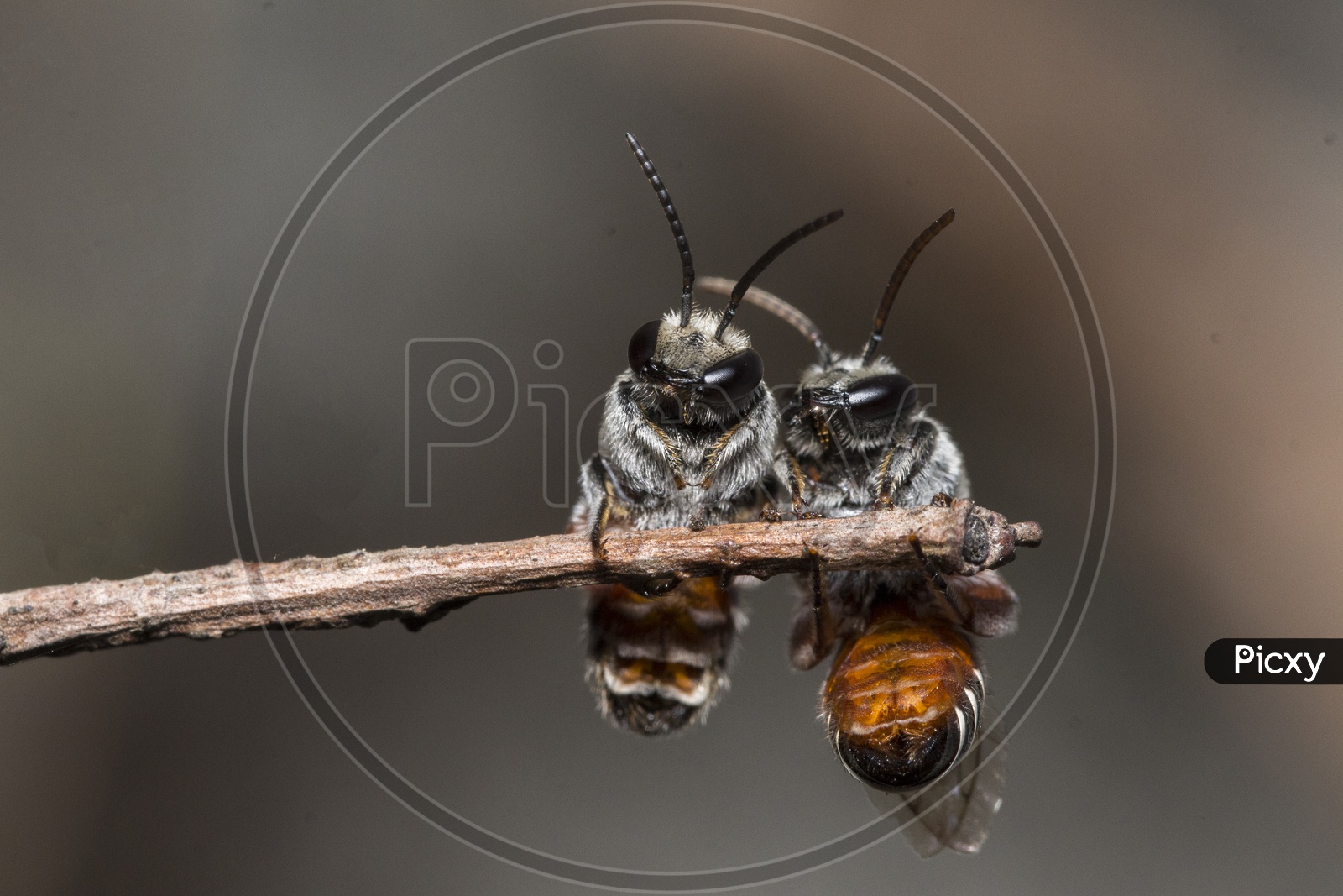 Bee Couple
