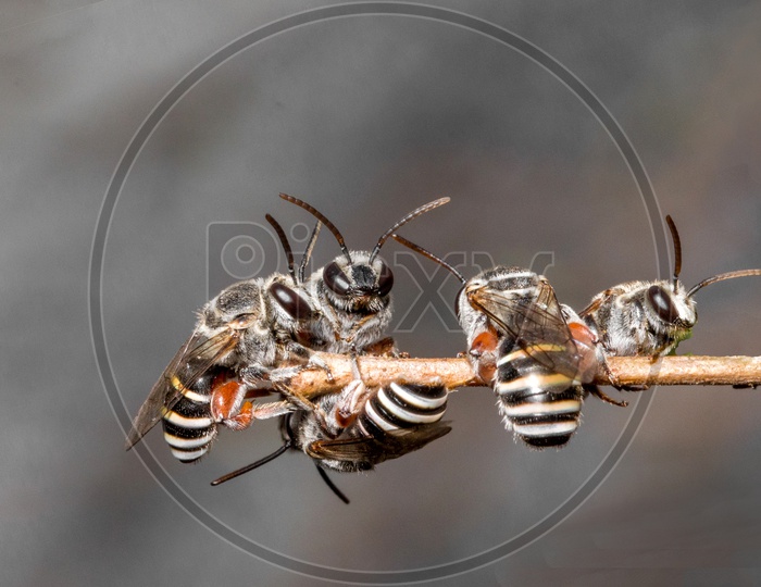 Group of Bees