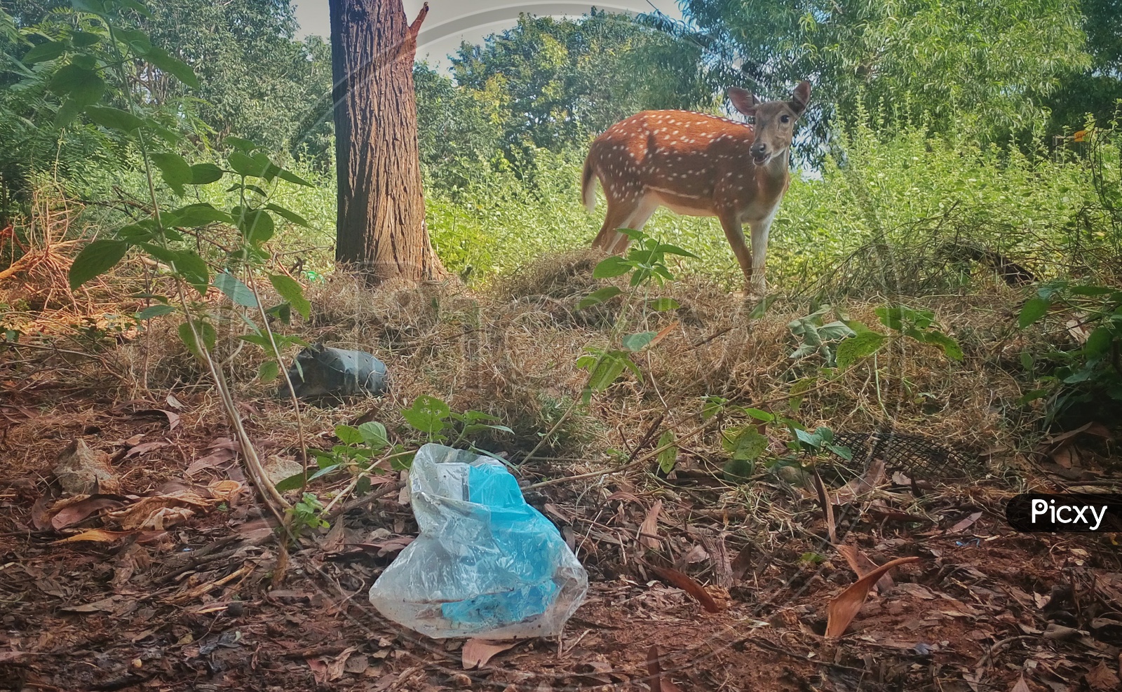 Plastic or forest ?