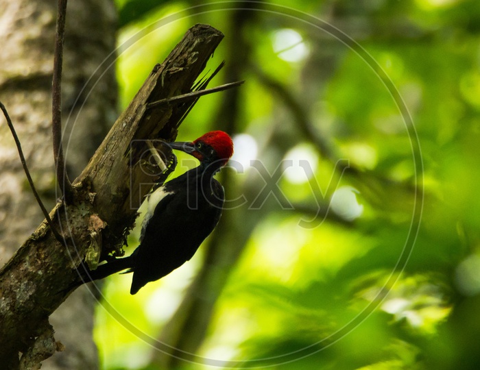 White-bellied woodpecker