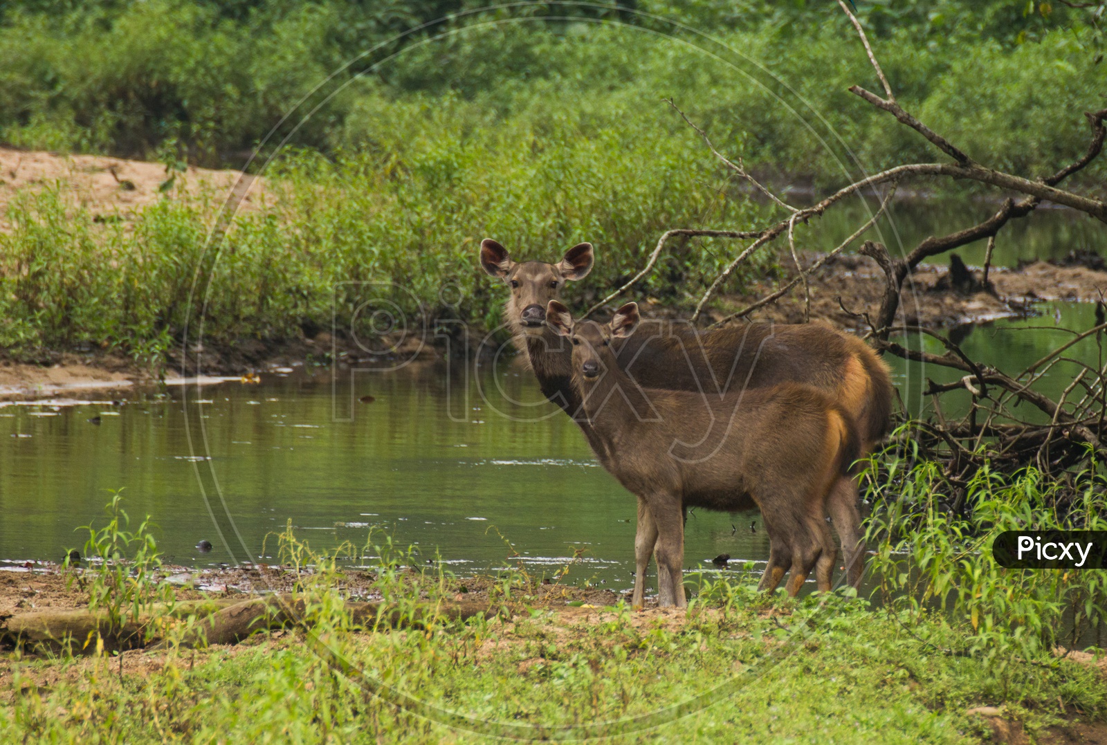 Sambar Deer(Female) with fawn