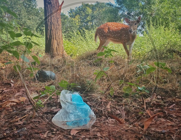 Plastic or forest ?