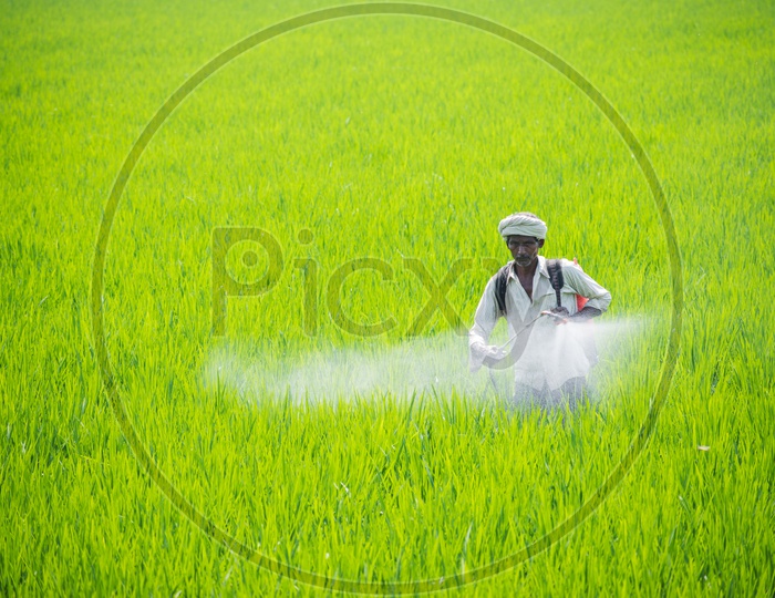 Farmer spraying fertilizers in rice field