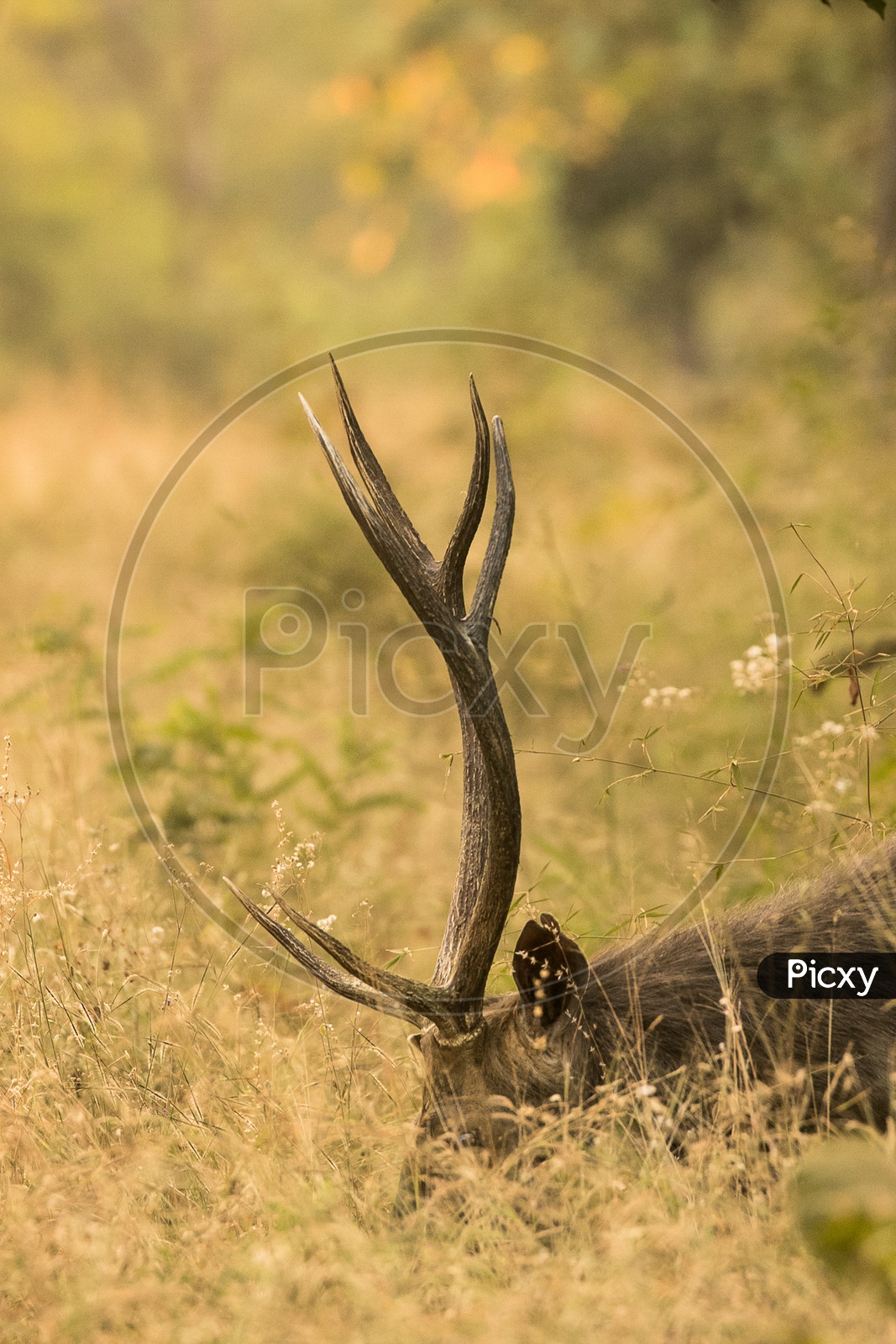 Sambar Deer