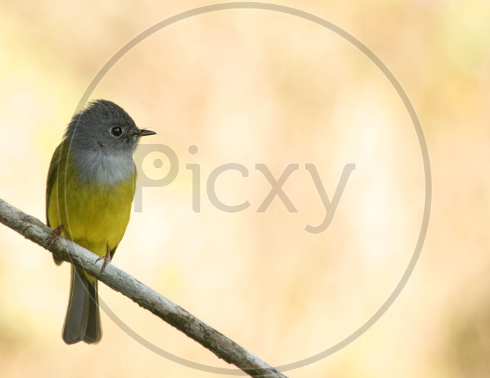 Canary Flycatcher
