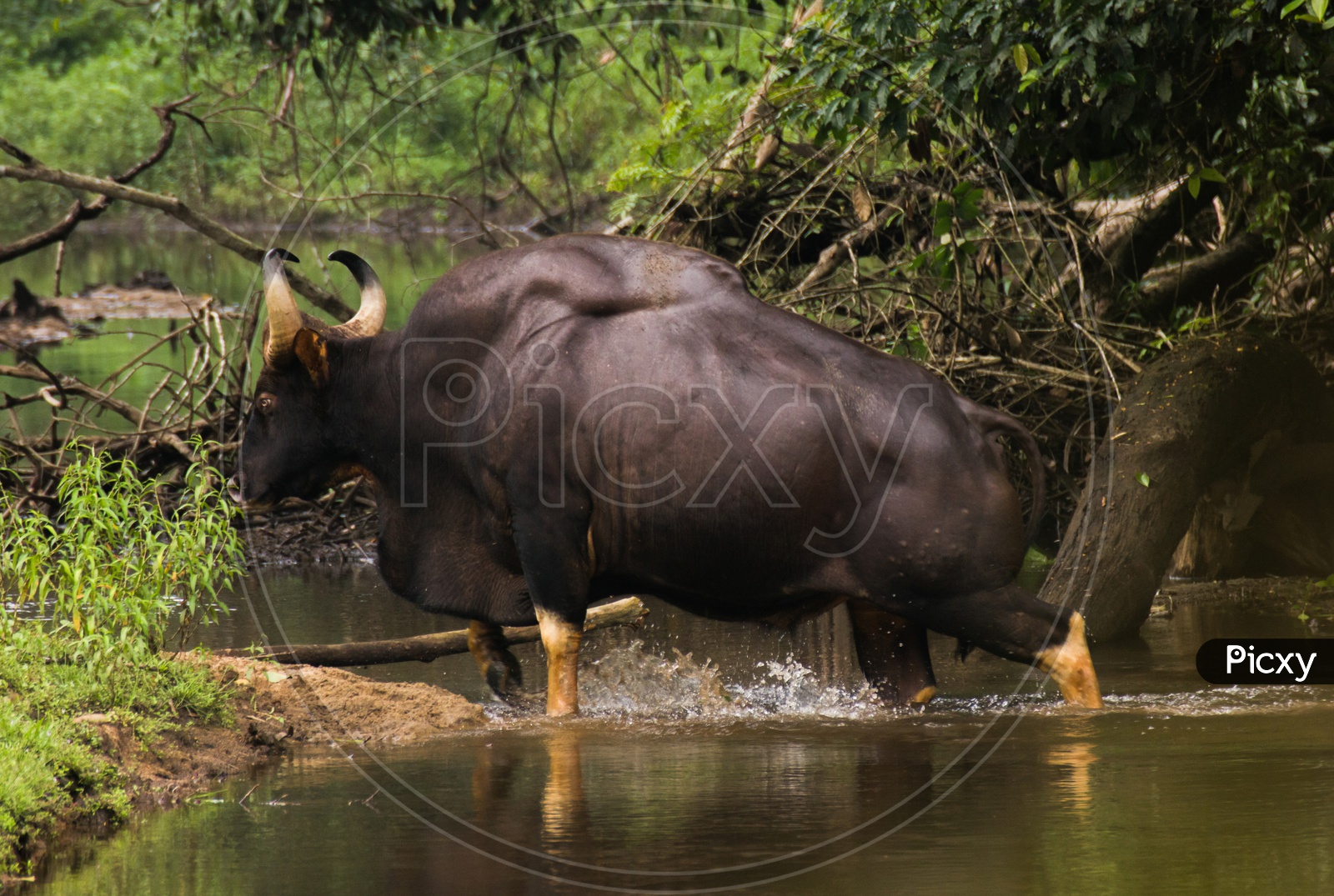 indian gaur
