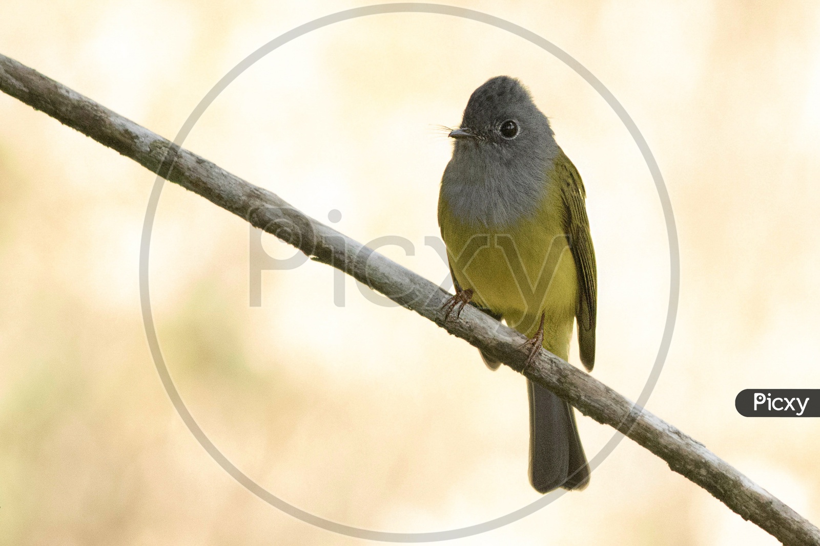 Canary Flycatcher