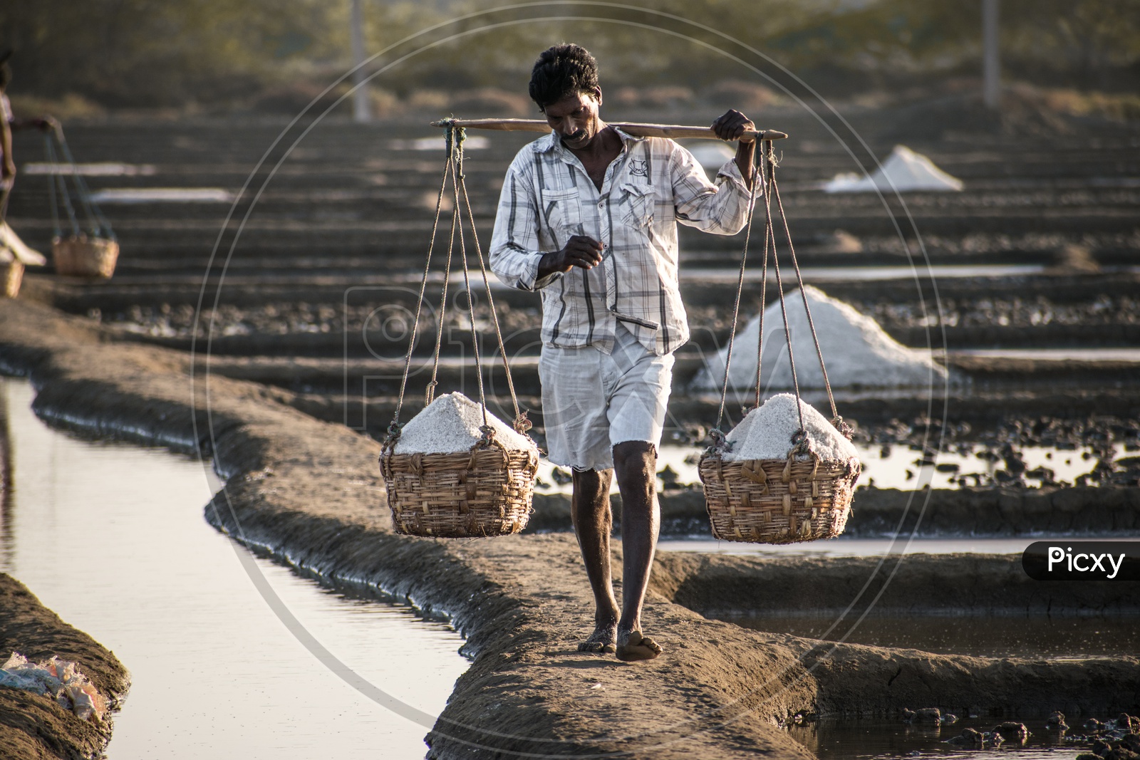 A Salt farmer near Kakinada