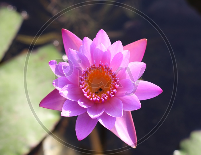 A Lotus.