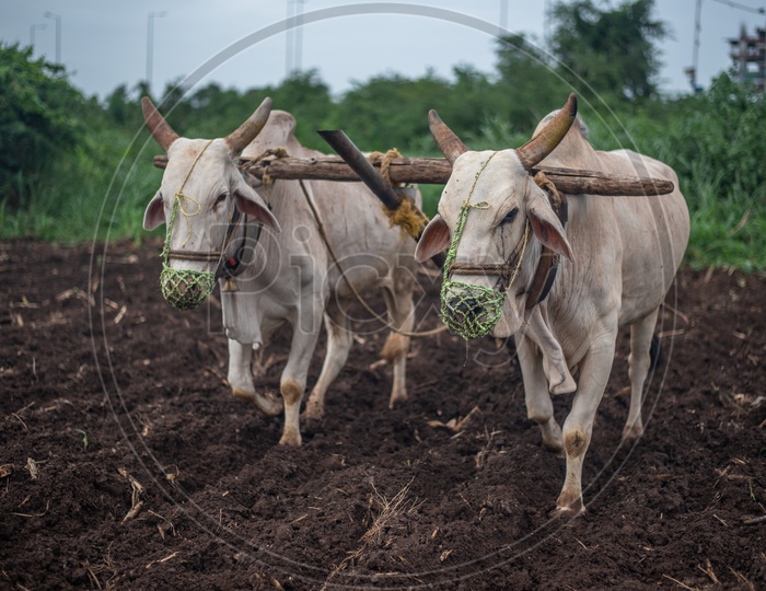 Oxen/Bulls ploughing/plowing a field for Turmeric crop