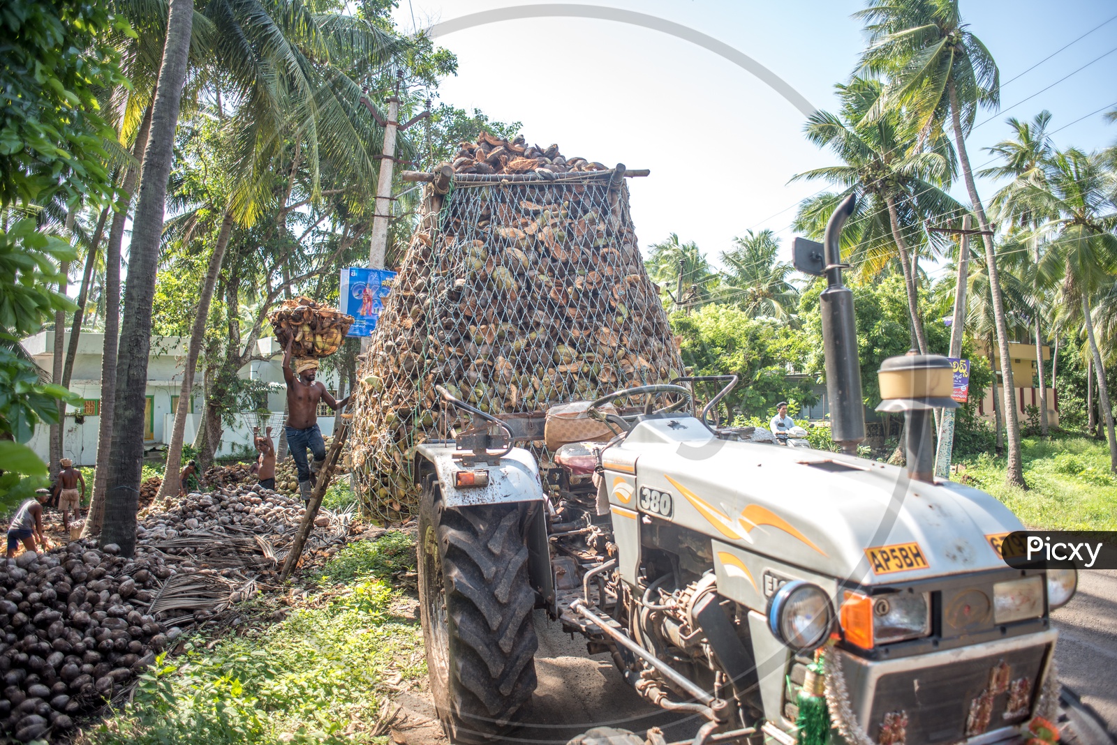 Farmers filling tractor with coconut coir