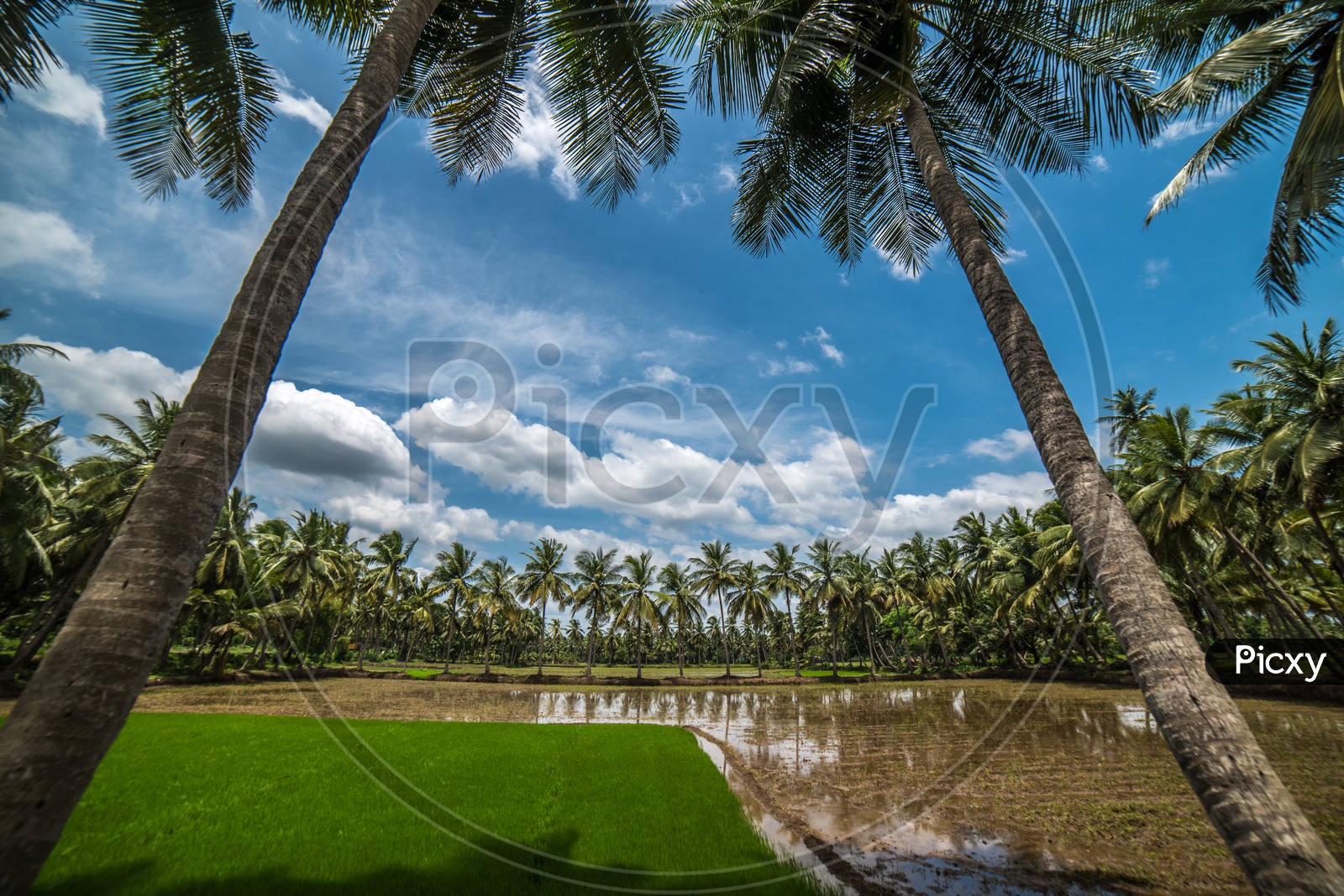 coconut groves