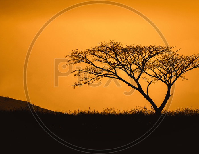 Araku- Silhouette A dry tree adding a life to picture